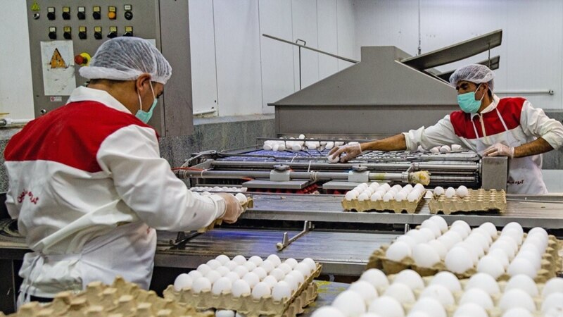 توقف صادرات تخم مرغ ایران به‌دلیل «افزایش مصرف» آن در میان اقشار کم‌درآمد جامعه