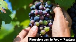 Veliki broj proizvođača vina pre se odlučuje da gaji internacionalne sorte, pretežno iz Francuske poput kabernea, sovinjona i drugih poznatih sorti. (Ilustrativna fotografija)