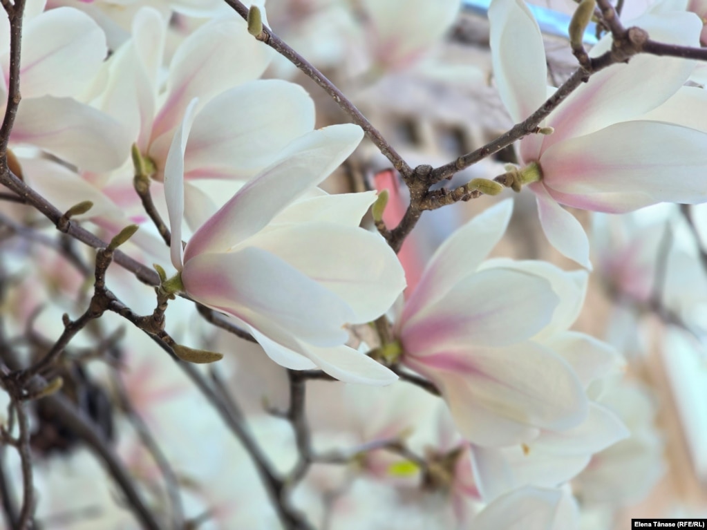 Magnolia albă de pe str. Barbu Delavrancea are și un parfum îmbătător. Iată încă un motiv de plimbare. Smartphone-ul meu nu e capabil să vi-l trimită.&nbsp;
