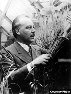 Николай Вавилов в оранжерее Института генетики Академии Наук СССР, 1939.
