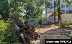Выкорчеванное дерево на территории у строящегося многофункционального спортивно-развлекательного комплекса на улице Воровского в Симферополе. Крым, июнь 2024 года