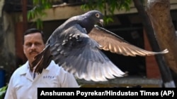 Гълъб, който беше заловен по подозрения, че извършва шпионаж за Китай, беше освободен от ветеринарна болница в Мумбай, Индия, на 30 януари 2024 г.