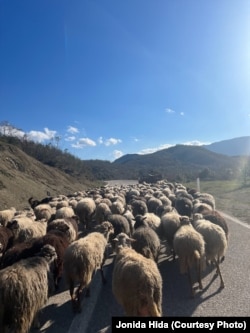 Pamje nga shtegtimi i bagëtive në zonën e Ersekës, Shqipëri.