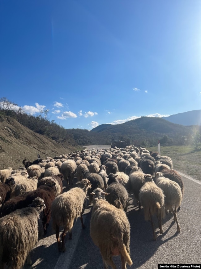 Pamje nga shtegtimi i bagëtive në zonën e Ersekës, Shqipëri.
