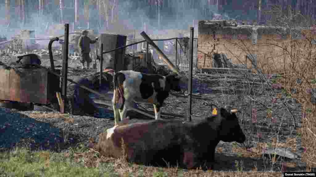 Krave pored izgorele kuće u selu Iuldus. Šumski požari dugo su morili ruske šume i stepe tokom toplijih i sušnijih meseci, ali su poslednjih godina porasli u intenzitetu. &nbsp;
