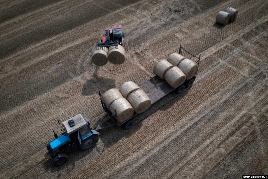 Me mundësitë aktualisht të kufizuara, shumë fermerë po zgjedhin të mos mbjellin fare kultura bujqësore. Prodhimi i misrit dhe grurit në Ukrainën e varur nga bujqësia është ulur për gati 40 për qind këtë vit nga nivelet e paraluftës, thonë analistët.