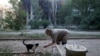 Ілюстраційне фото. Жителька Торецька підгодовує тварин, залишених у місті, 29 липня 2024 року