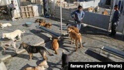 مریم طلایی ۱۵۰ سگ خیابانی را جمع‌آوری کرده و در پناهگاهی از آن‌ها نگهداری می‌کند
