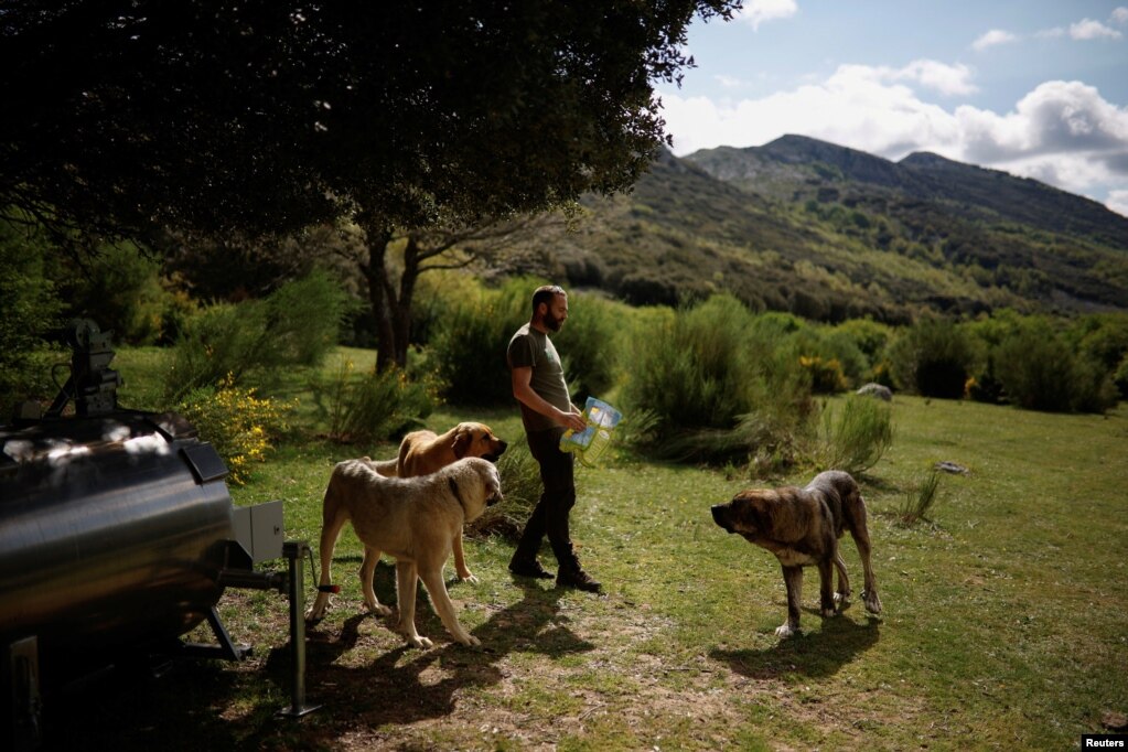 Pinto, duke ushqyer qentë ndërsa teknikët të mund të përgatisin një kafaz me telekomandë për të kapur një ari të parë aty pranë, në Tosande, Spanjë, 17 maj 2022.