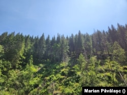 Pădurile din Maramureș riscă să devină tot mai rare.