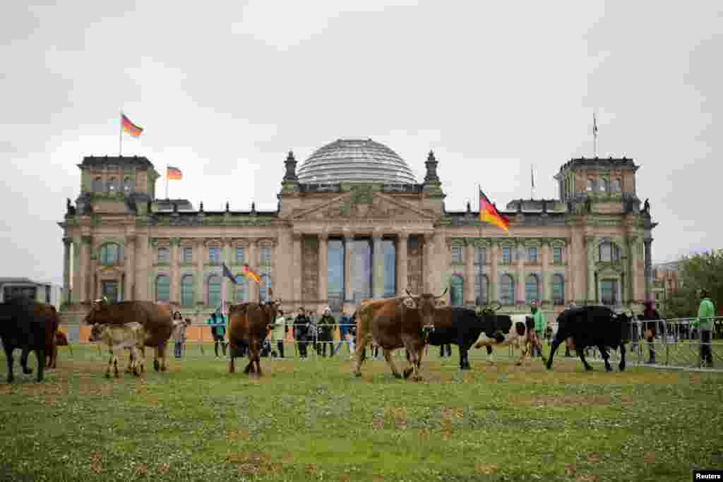 Krdo krava pase ispred zgrade njemačke vlade Reichstag u Berlinu, 16. maj. Predstavnici Greenpeacea i aktivisti za prava životinja ovim su protestom htjeli pokazati da životinje tzrebaju više vremena provoditi na pašnjacima, a ne u štali.