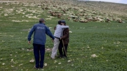 Izraelitët që po i mbrojnë palestinezët nga dhuna në Bregun Perëndimor