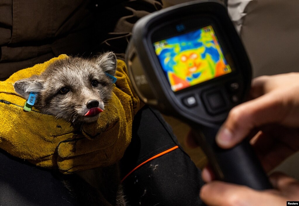 Studiuesit bëjnë një foto me një kamerë termografike të një këlyshi dhelpre arktike, gjatë një kontrolli mjekësor.
