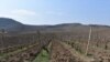 Nagorno-Karabakh - A vineyeard near Chartar, March 22, 2023.