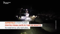 Aspretele, cel mai rar pește de apă dulce din Europa, a fost filmat pentru prima dată pe timp de noapte