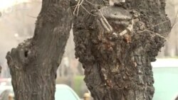 «Եղածները դարն ապրել են». քաղաքային իշխանությունները ծրագրում են հարյուրավոր ծառեր նորերով փոխարինել