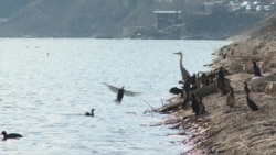 Može li se krivolovu na Skadarskom jezeru stati na kraj? 