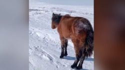 Horses Starve To Death In Kazakhstan Amid Heavy Snowfall