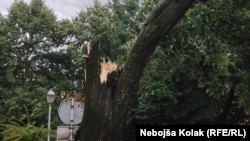 Slomljeno drveće u Trebinju.