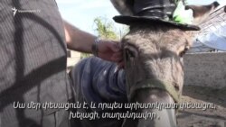 «Էշը գիտի՝ նուշն ինչ է». պաշտոնավոր ավանակների «Պարկեշտ» ֆերմա՝ Ախթալայում