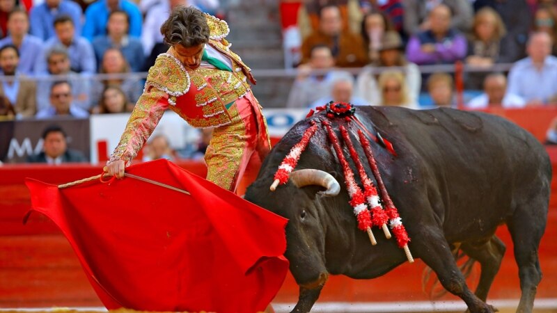 Povratak borbi s bikovima u Meksiko uzbudio ljubitelje i uznemirio grupe za prava životinja