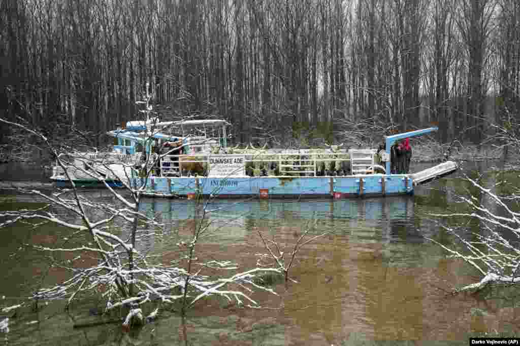After appeals from local ranchers, a state-run organization that takes care of forests and waterways in northern Serbia supplied a barge.