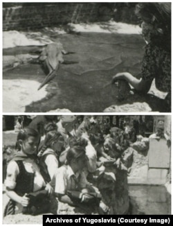 Photos from 1949 showing schoolchildren viewing Muja and a female alligator in the same enclosure where Muja lives today.