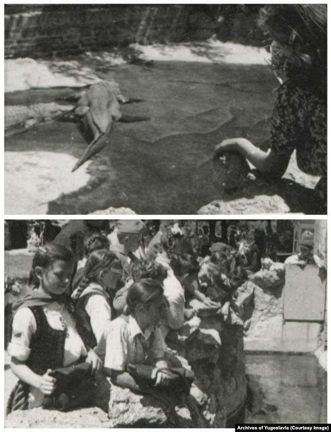 Fotografitë e vitit 1949 tregojnë nxënës të shkollës duke parë Mujën dhe një aligator femër në të njëjtin thark ku jeton edhe sot Muja.