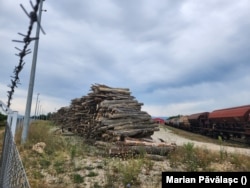 ONG-urile de mediu din România avertizează că la fel de mulți arbori sunt tăiați ilegal, cât sunt cei tăiați cu autorizație.