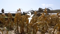 Agricultorii din sudul R. Moldova își îngroapă în pământ porumbul, care nu a rodit din cauza secetei 