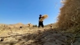 Workers carrying bundles of harvested wheat in field, Balkh province, Afganistan, August, 2023 Drought, climate change impacts Afghans