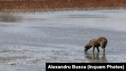 Un câine bea apă dintr-un lac secat. Seceta prelungită riscă să ducă la întreruperi ale energiei electrice, respectiv la pene de curent.