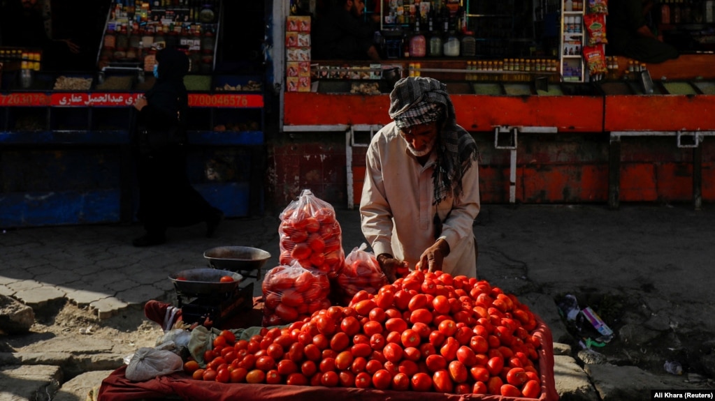 An Afghan street vendor arranges tomatoes for sale in Kabul. 