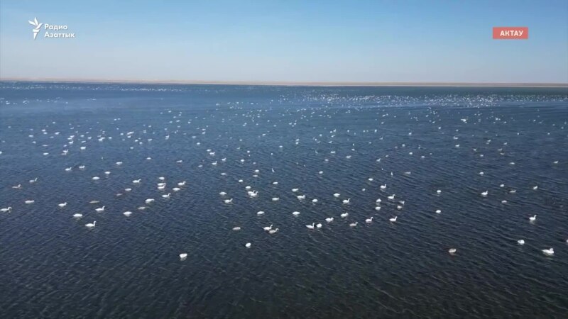 Почему массово гибнут лебеди озера Караколь?