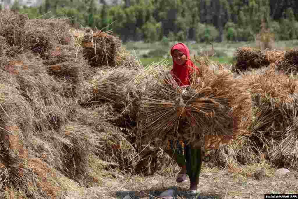 An Afghan girl carries a bundle of wheat for threshing at a field in the Kama district of Nangarhar Province.