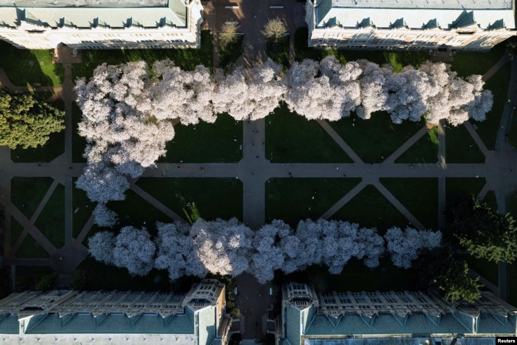 Një pamje me dron e pemëve të qershive të mbushura me lule në kampusin e Universitetit të Uashingtonit, SHBA, 19 mars 2024.