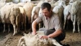 Crescătorii de oi aruncă lâna la gunoi