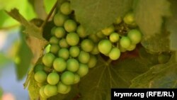 В Севастополе созревает виноград