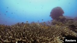 Koralni greben na Filipinima, 10. mart 2024. 
