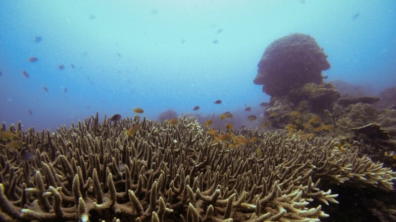Zašto blijede koralni grebeni?