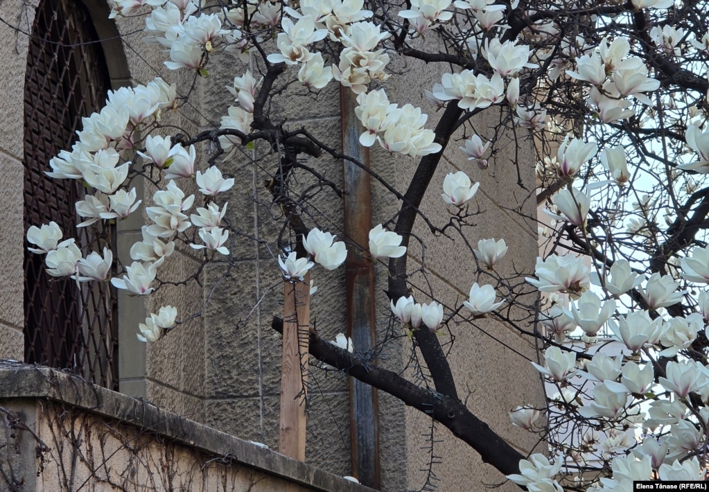 Magnolia din imagine este un arbore protejat și se află în fața unei clădiri cu arhitectură mediteraneană de pe strada Barbu Ștefănescu Delavrancea din București. Se află în imediata apropiere a Parcului Kiseleff.&nbsp;