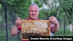Președintele APC România, Costel Stanciu, estimează că falsificarea afectează 30% din cantitatea de miere de pe piața românească.