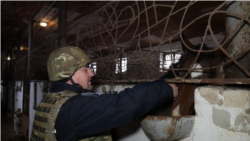 Поліцейські опікуються кінною фермою на Харківщині, власник якої виїхав до Росії (відео)