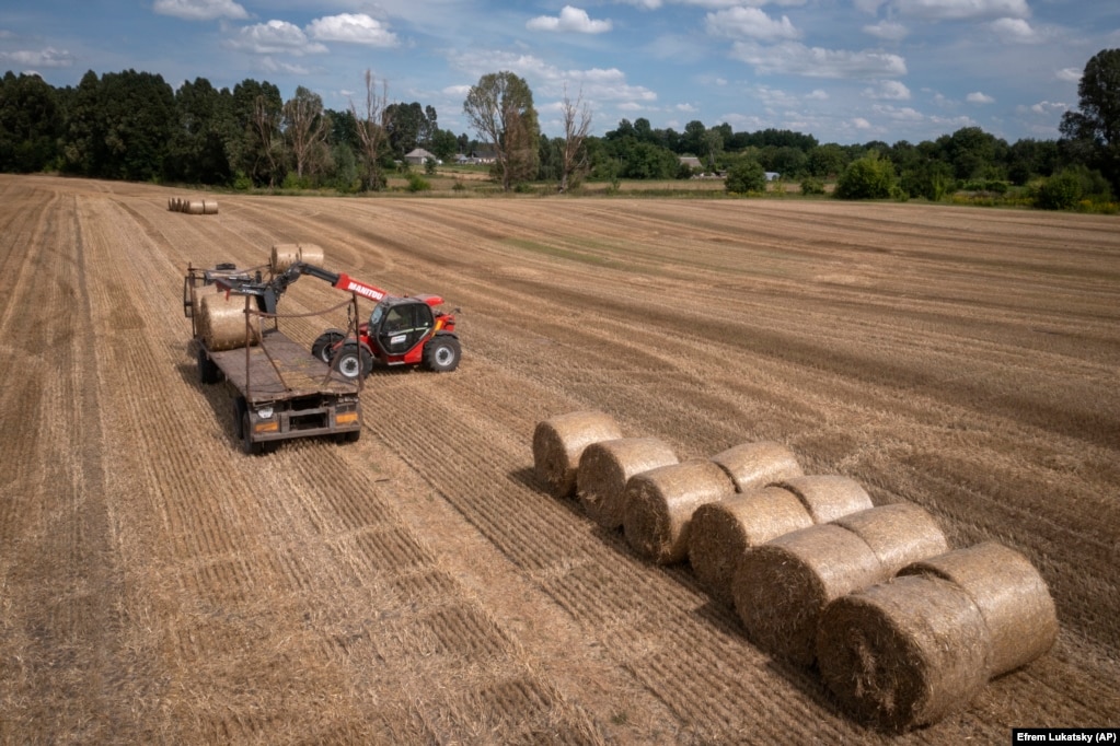 Alcuni agricoltori si rivolgono ad altri prodotti, come l'olio di girasole, per realizzare un profitto.