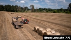 Трактор собира слама на нива во приватна фарма во Журивка, регионот Киев, Украина, 10 август 2023 година.