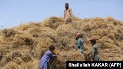 دهقانان و باغ‌داران افغان از نبود بازار و سردخانه برای محصولات‌شان شکایت دارند و خواستار توجه جدی حکومت طالبان هستند.