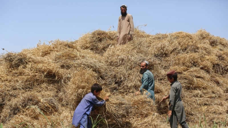 دهقانان و باغداران افغان از نبود بازار و سردخانه برای محصولات‌شان شکایت دارند