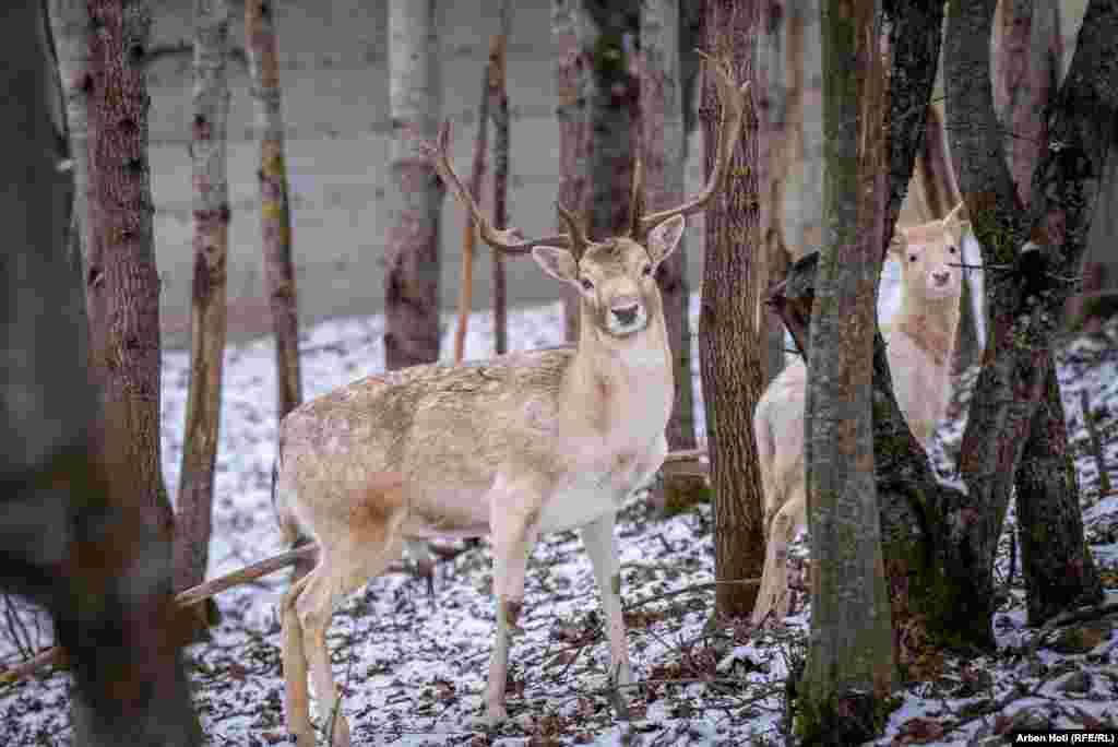 The deer and fallow deer on this farm are of different species, though Scandinavian and European breeds dominate.