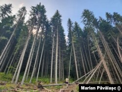 Anual, 1000 de hectare de pădure este tăiată din fondul forestier care adună 6,5 milioane de hectare.