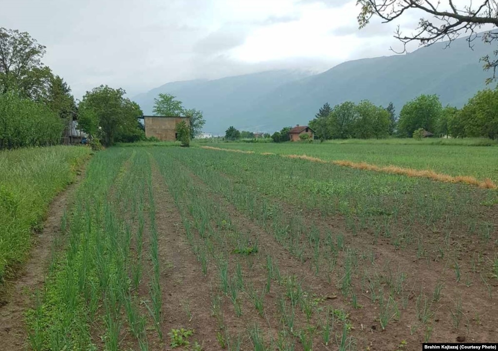 Fotografi e sipërfaqes së mbjellë me qepë, dërguar nga Brahim Kajtazaj.